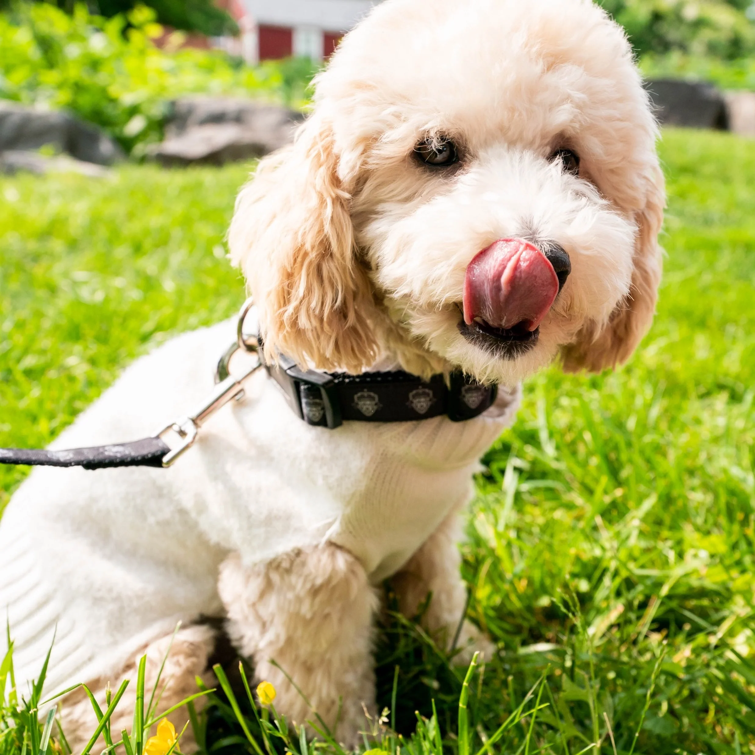 Washington Spirit Pets Collection - Dog Collar - Image 3