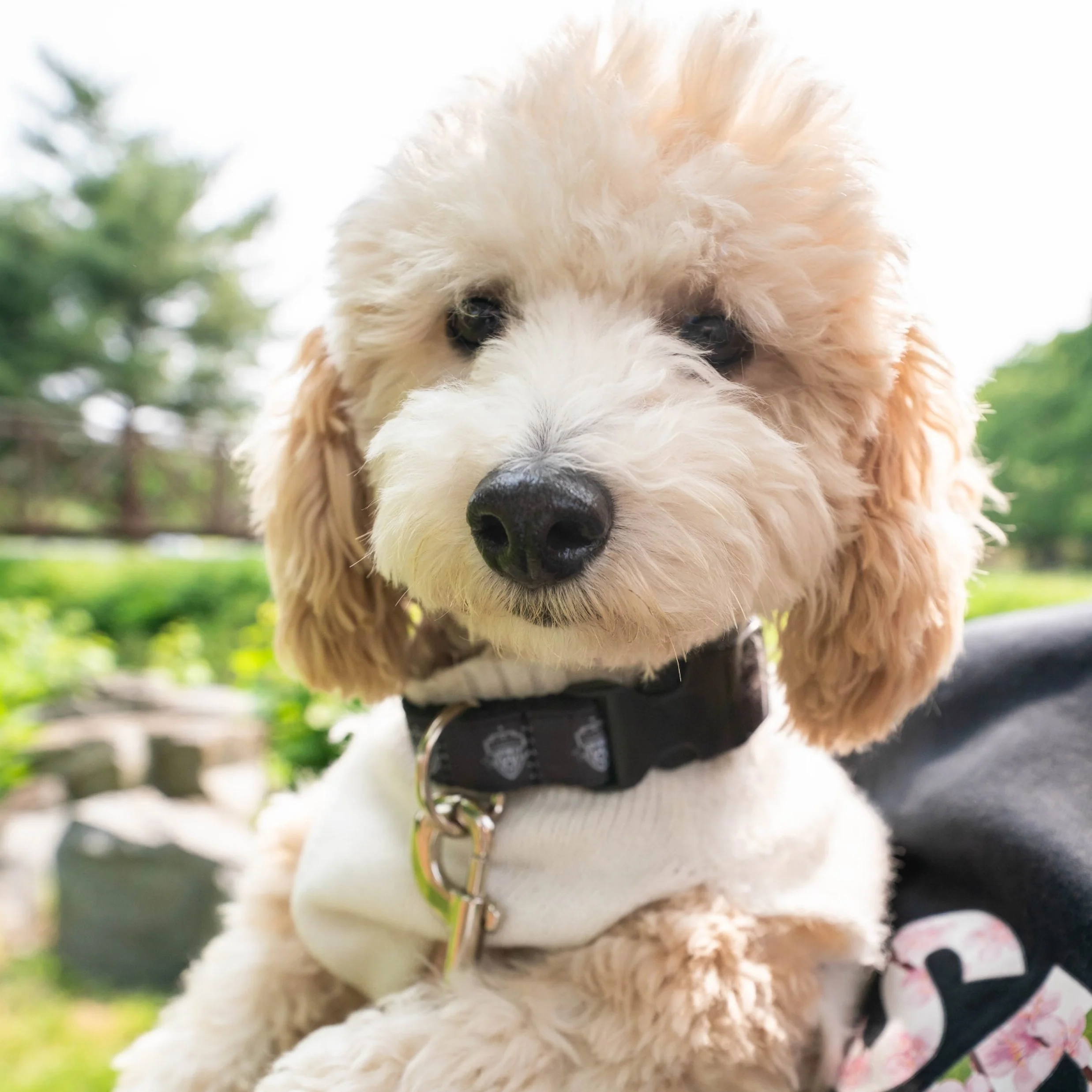 Washington Spirit Pets Collection - Dog Collar - Image 4